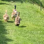 Çiftlik konaklama Agro Na Wapniarni Biala (Trzcianka, Czarnkow-Trzcianka)