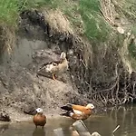 Agro Na Wapniarni * Biala (Trzcianka, Czarnkow-Trzcianka)