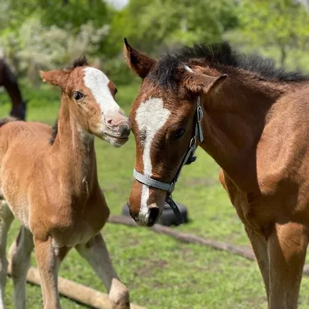 Gospodarstwo agroturystyczne Agro Na Wapniarni Biala (Trzcianka, Czarnkow-Trzcianka)