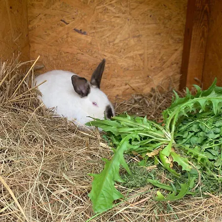 Farm stay Agro Na Wapniarni Biala (Trzcianka, Czarnkow-Trzcianka)