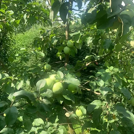 Agro Na Wapniarni * Biala (Trzcianka, Czarnkow-Trzcianka)