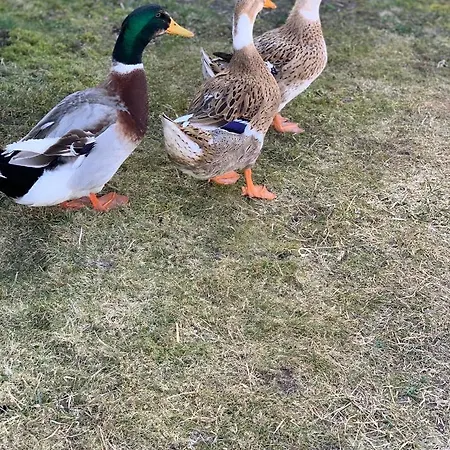 Agro Na Wapniarni Gospodarstwo agroturystyczne *
