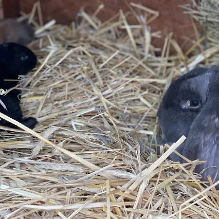 Gospodarstwo agroturystyczne Agro Na Wapniarni Biala (Trzcianka, Czarnkow-Trzcianka)