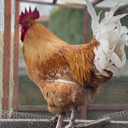 Agro Na Wapniarni Bauernhof