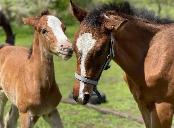 Farm stay Agro Na Wapniarni Biala (Trzcianka, Czarnkow-Trzcianka)