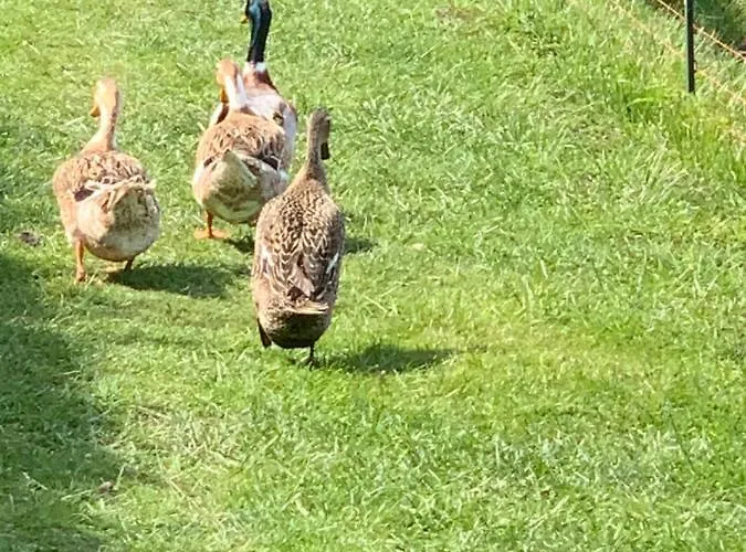 农家乐 Agro Na Wapniarni Biala (Trzcianka, Czarnkow-Trzcianka)