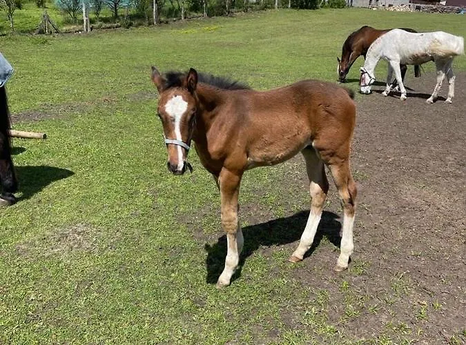 Farm stay Agro Na Wapniarni *