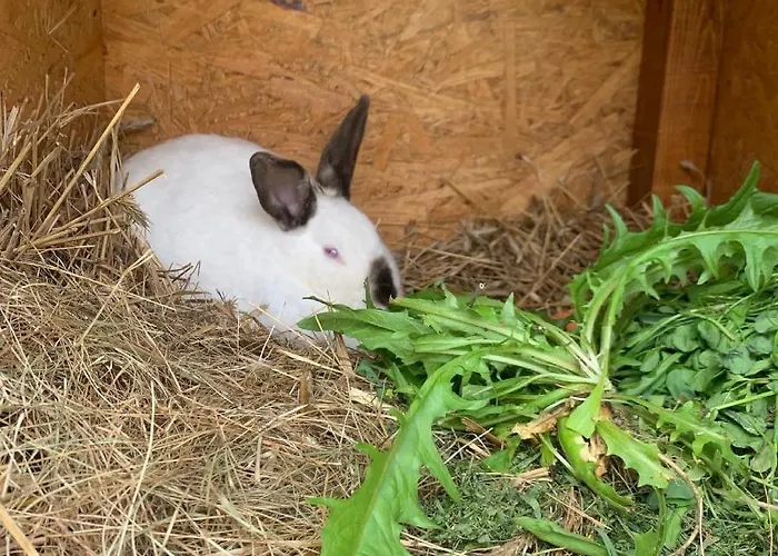 农家乐 Agro Na Wapniarni Biala (Trzcianka, Czarnkow-Trzcianka)