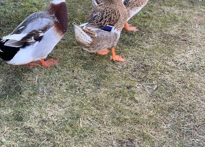 Agro Na Wapniarni 农家乐 *