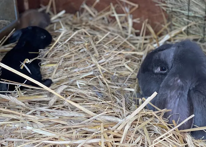 农家乐 Agro Na Wapniarni Biala (Trzcianka, Czarnkow-Trzcianka)
