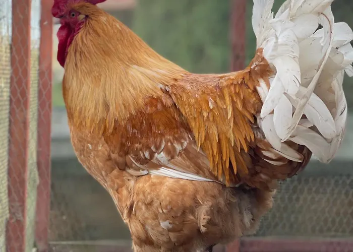 Agro Na Wapniarni 农家乐